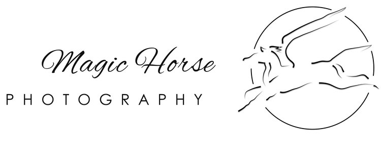 Magic Horse Photography