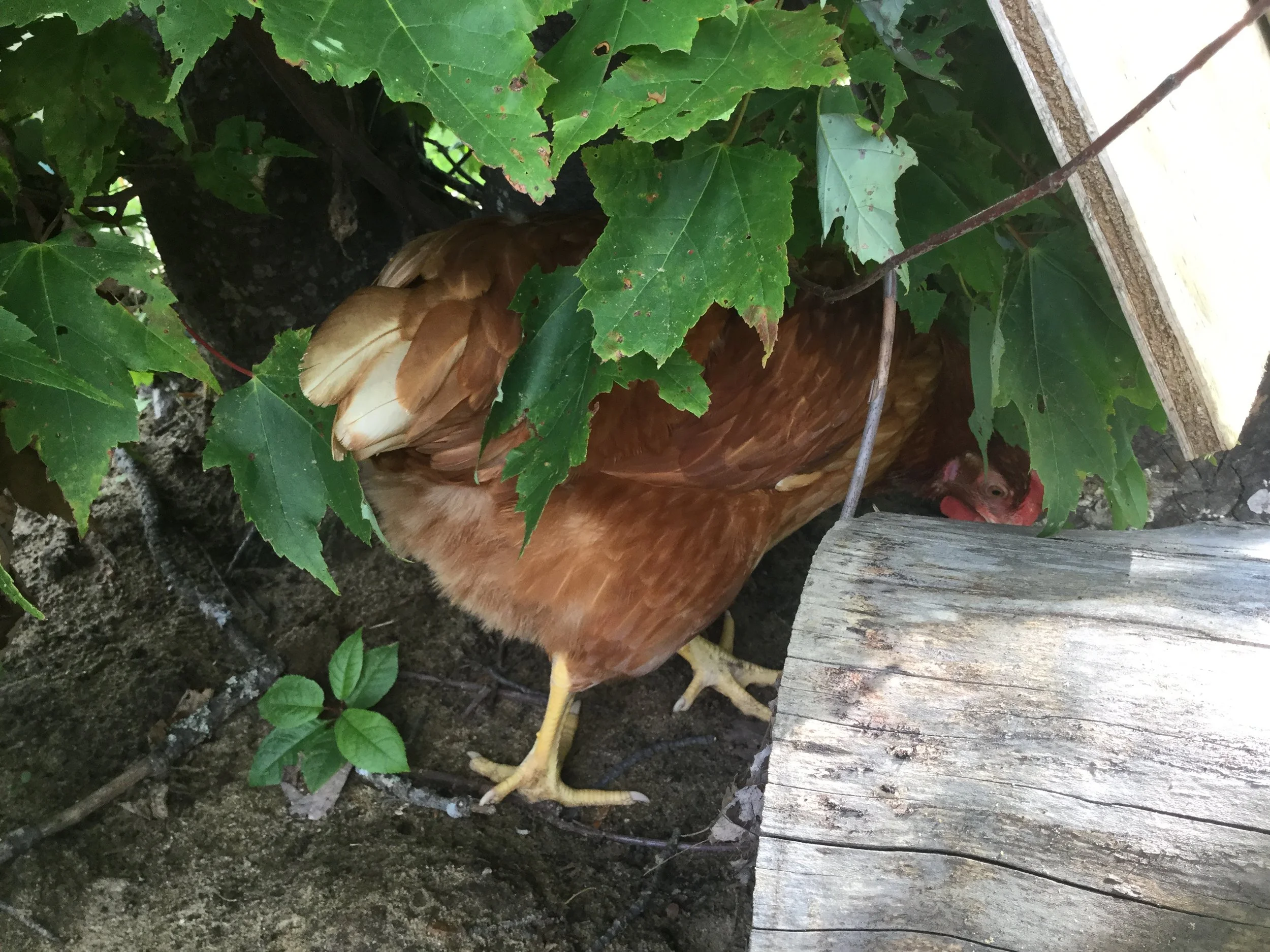 Le respect du vivant dans sa biologie et son écologie