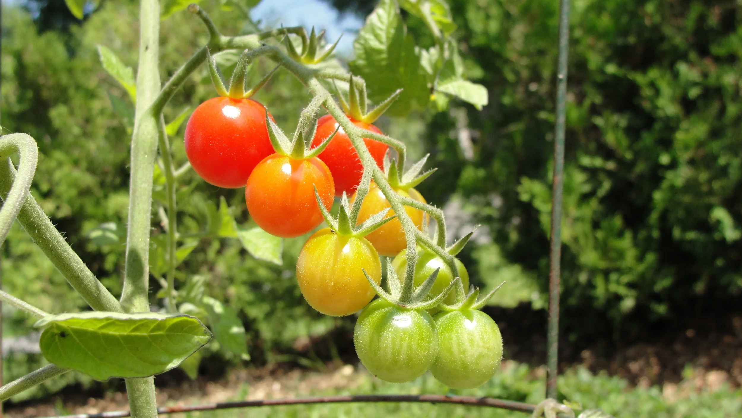 Le jeûne intermittent - Introduction