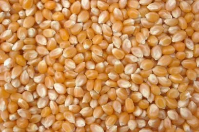 maïs-pop-corn-e1570359119697.jpeg