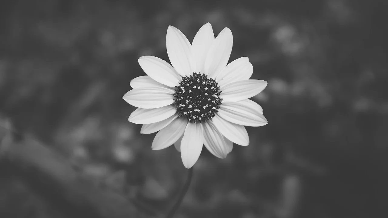 daisy-690352_1280.jpg