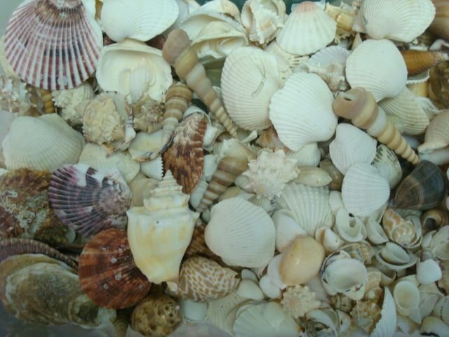 Shells