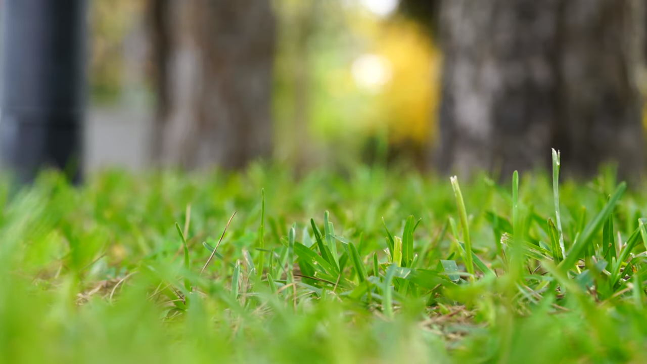 Garner Turf Fallback Image.png