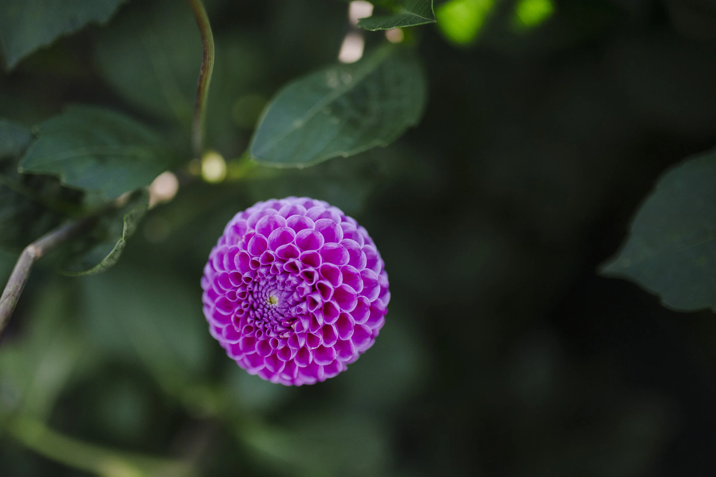 Full Season Bouquet Subscription - 16 Weeks (June thru September)