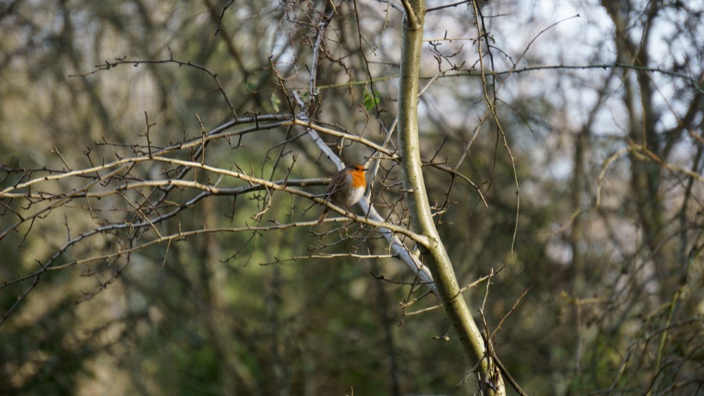 Robin on the Nettlebed Commons