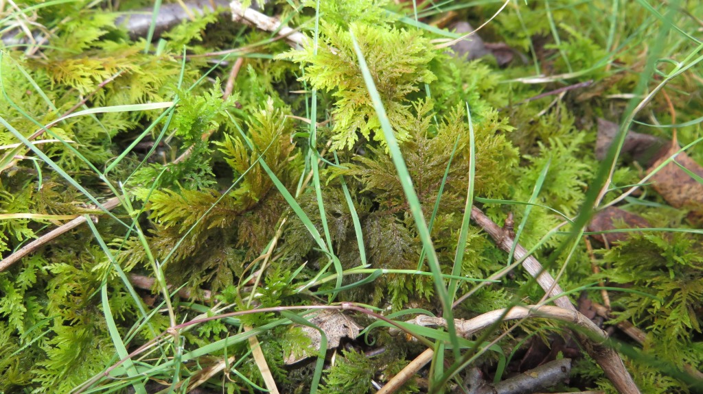 Sphagnum Moss