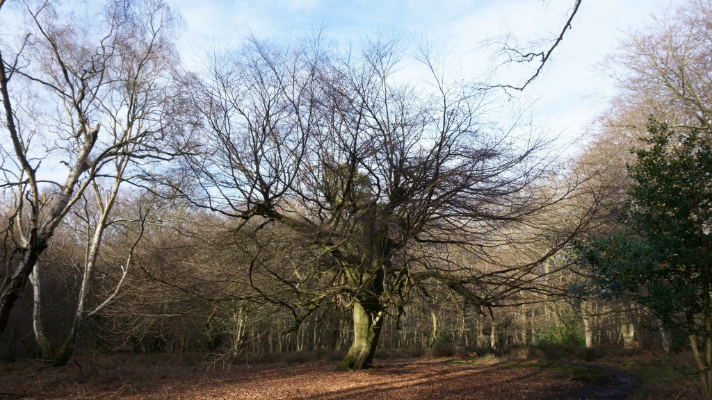 big beech backdrop.jpg