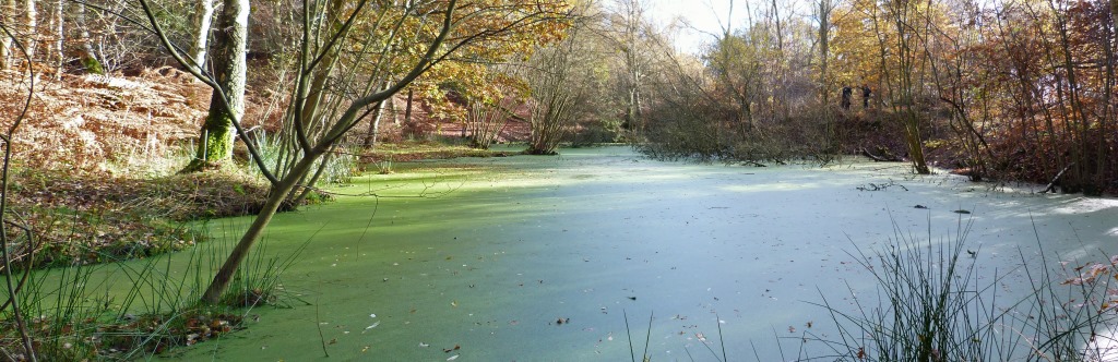 big green pond.jpg