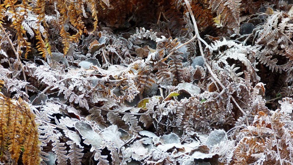 frosted bracken.jpg