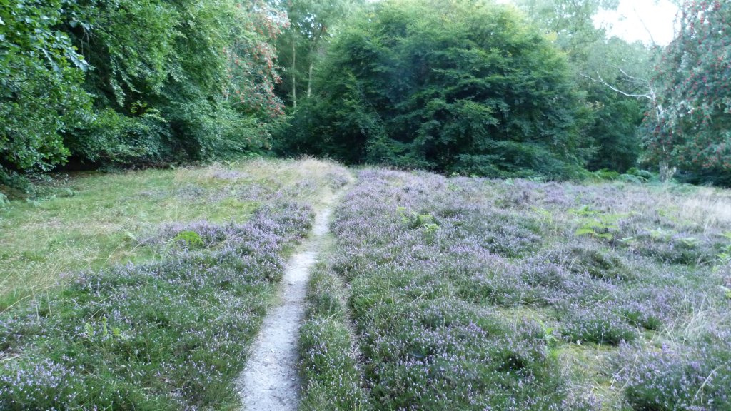 heather path.jpg