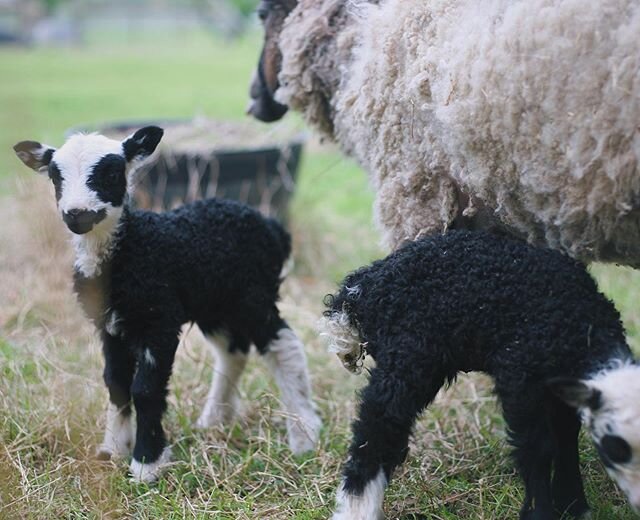 Y&rsquo;all remember when these panda girls were born? Well I get asked a lot if dark lambs will stay dark... here you can see one of their coats getting lighter and the other staying black. 😍🖤
.
.
.
.
.

#panda #pandaface 
#shetlandsheep #joker #f