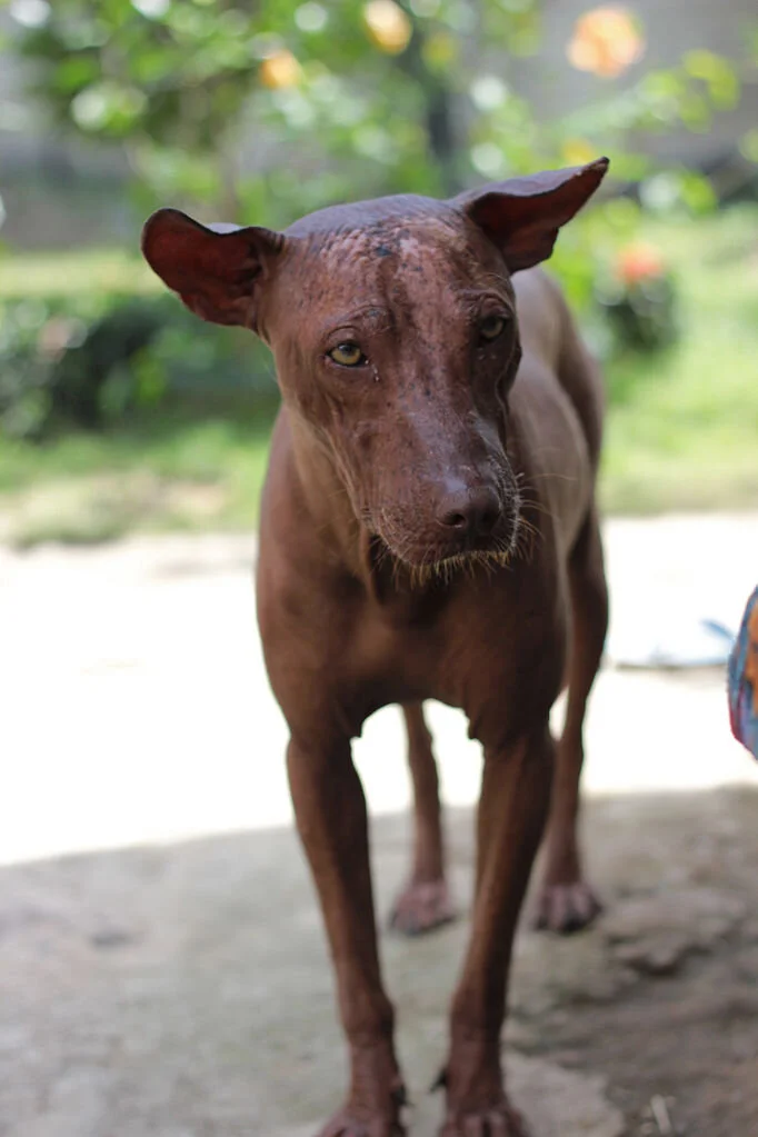 Artifact: Colima Dogs — monah