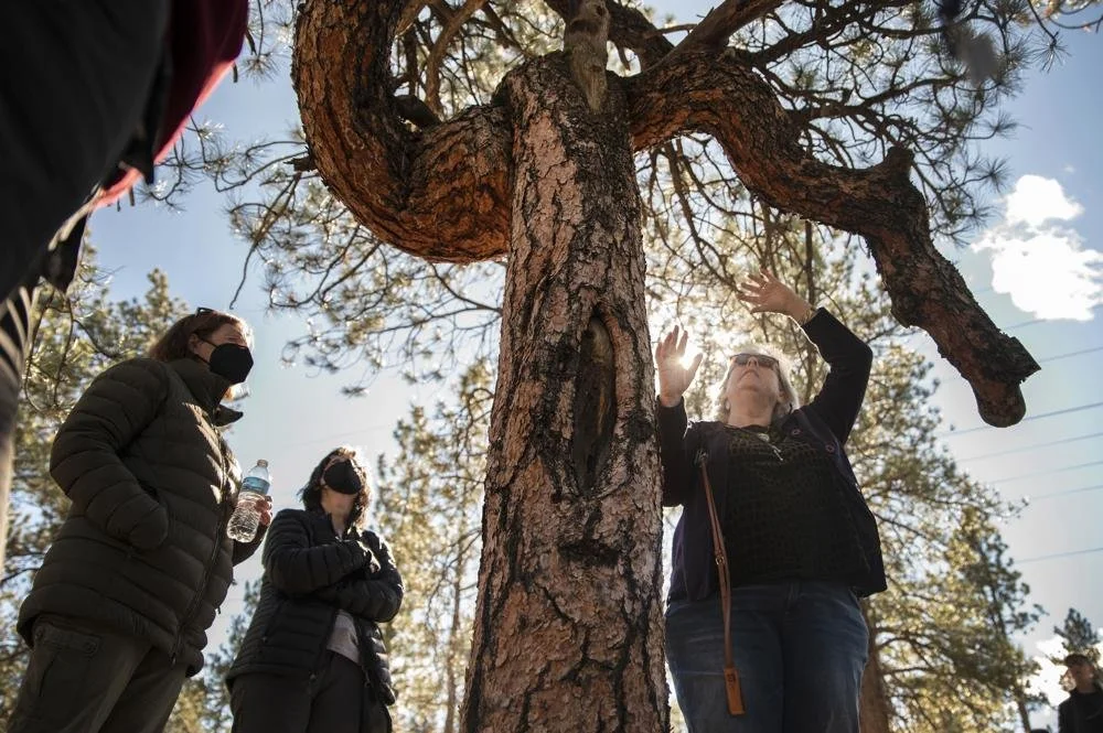 Gnarled trees’ generate different opinions on origins