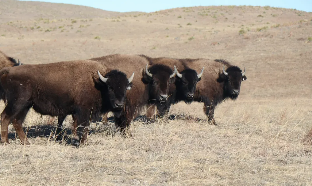 ‘It’s a powerful feeling’: the Indigenous American tribe helping to bring back buffalo