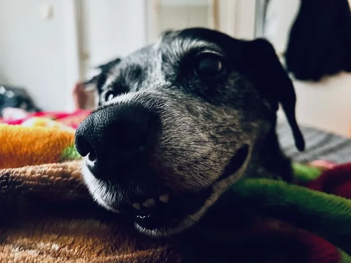 An image of my dog duncan.