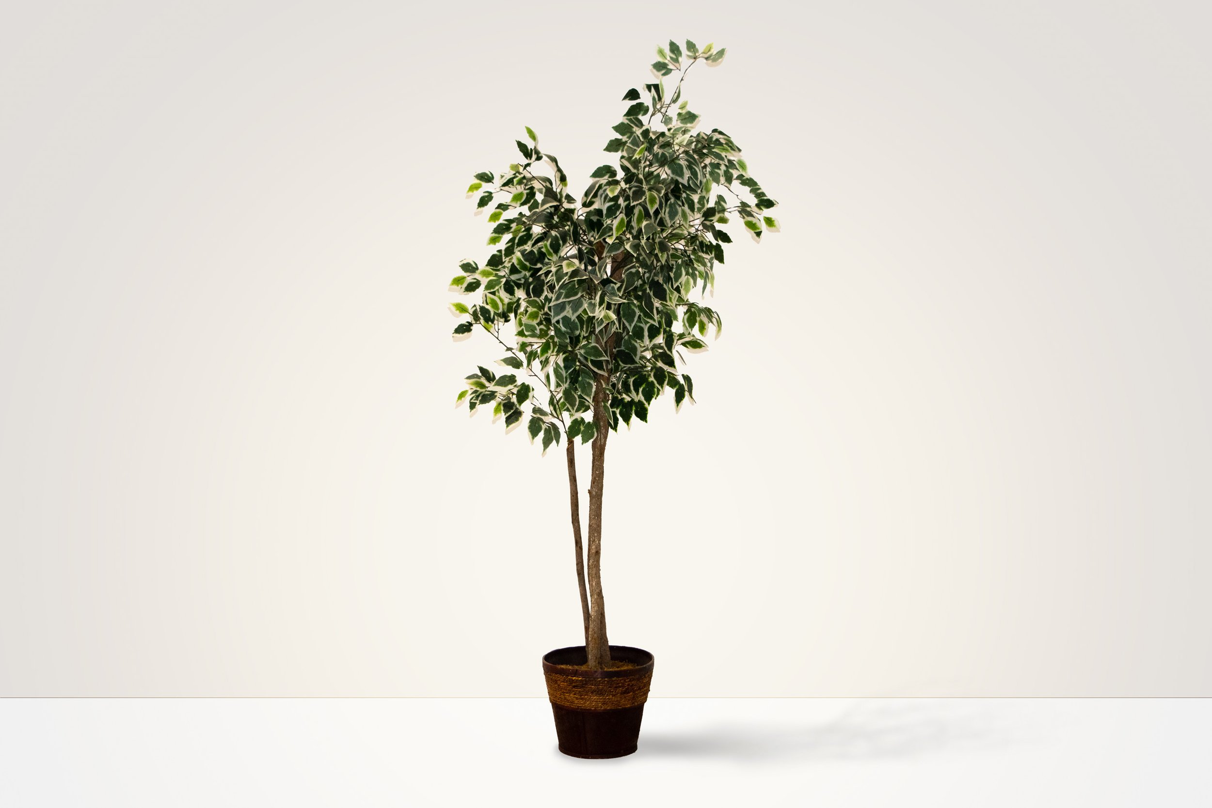 The Green Ficus Tree