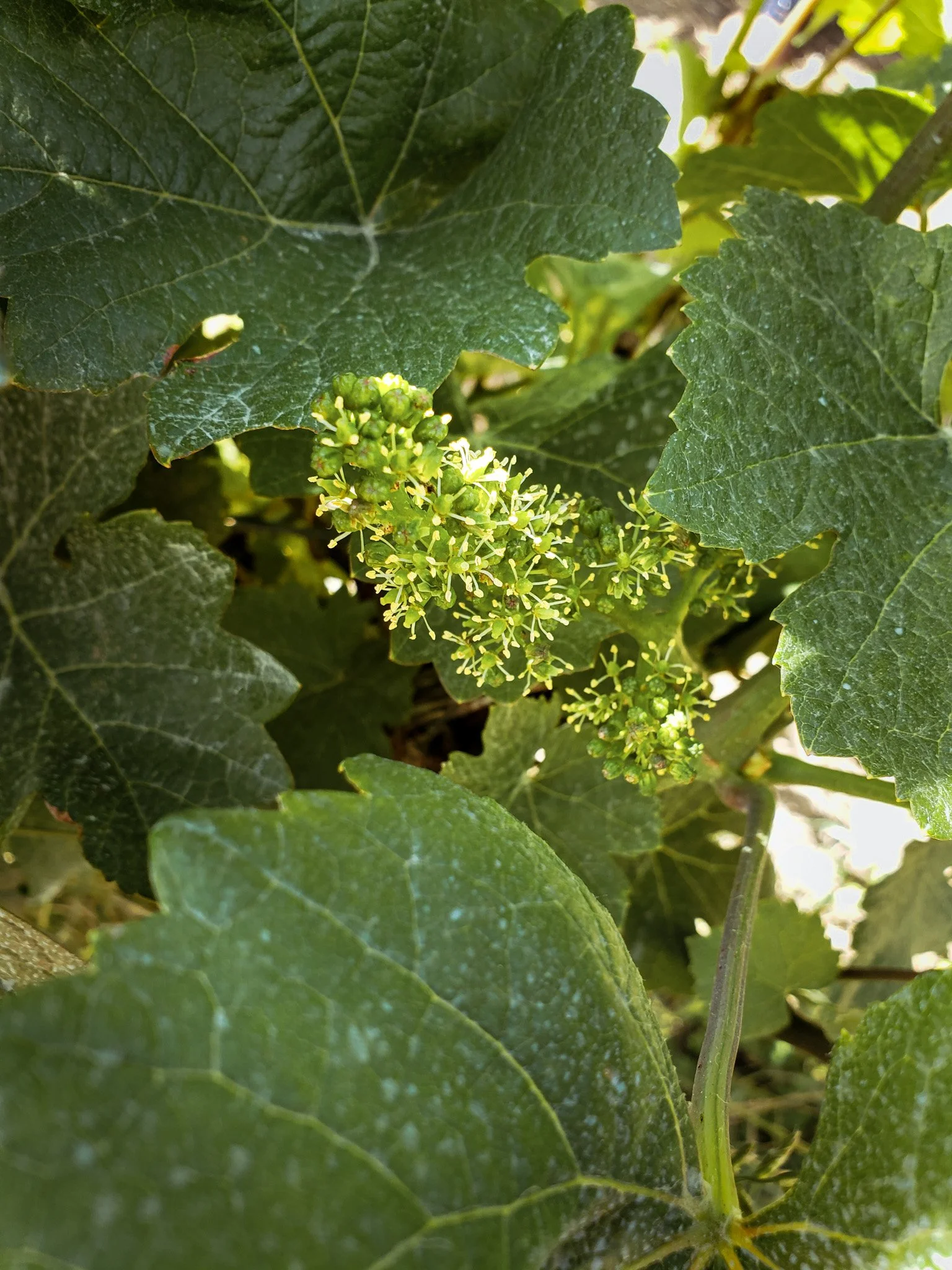 Grape cluster in bloom