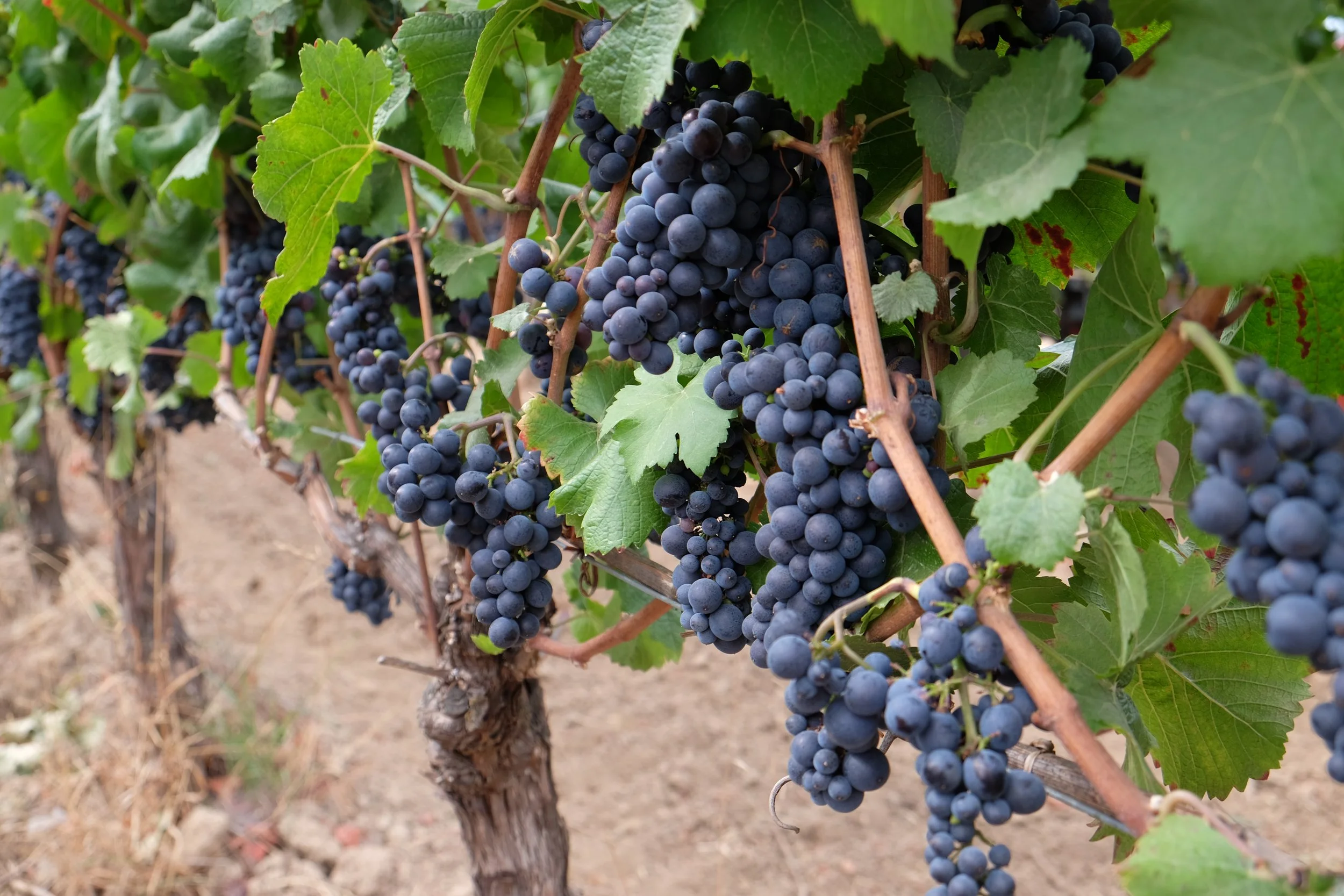 Soléna Sommelier Series - Pinot Noir