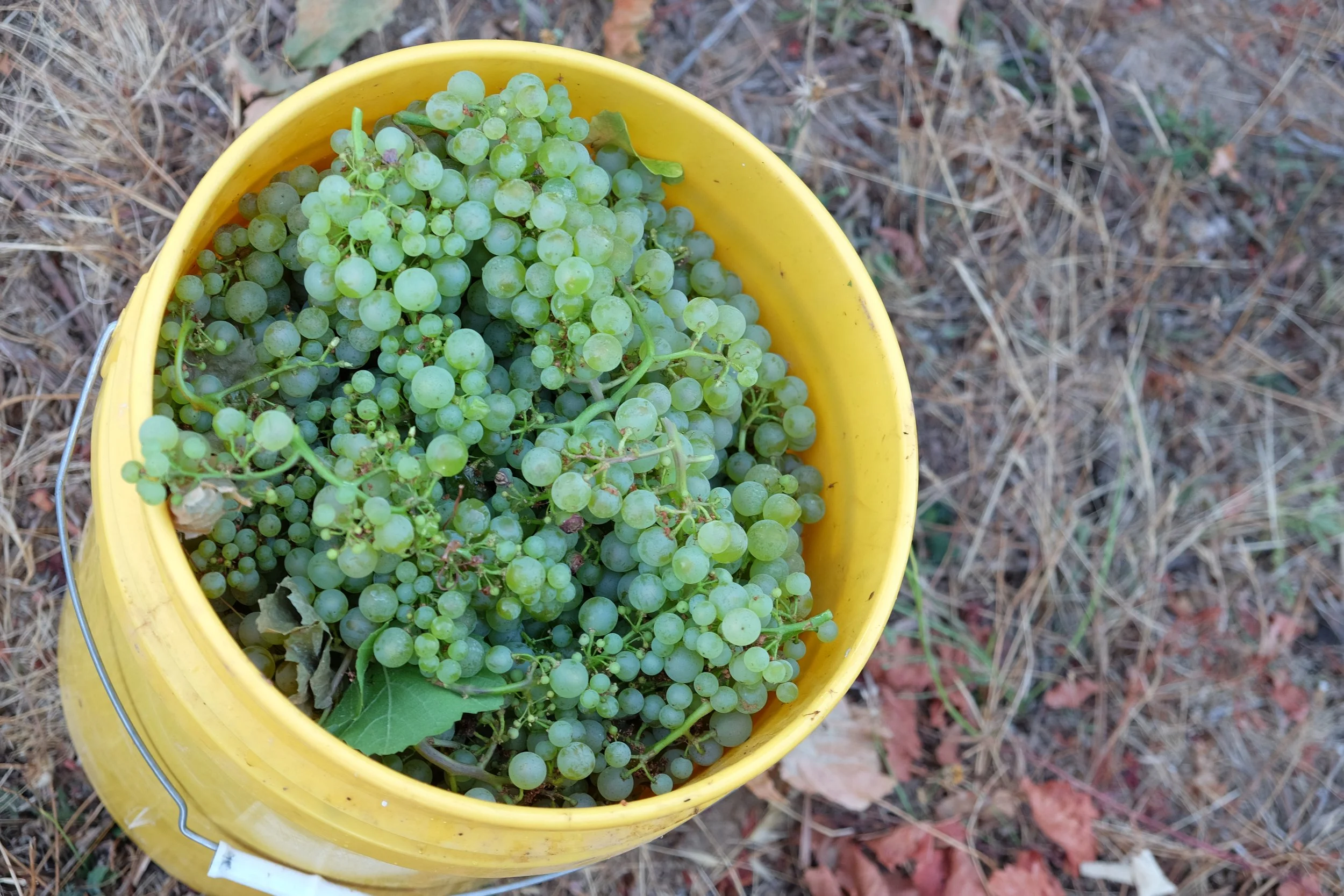 Soléna Sommelier Series - Chardonnay