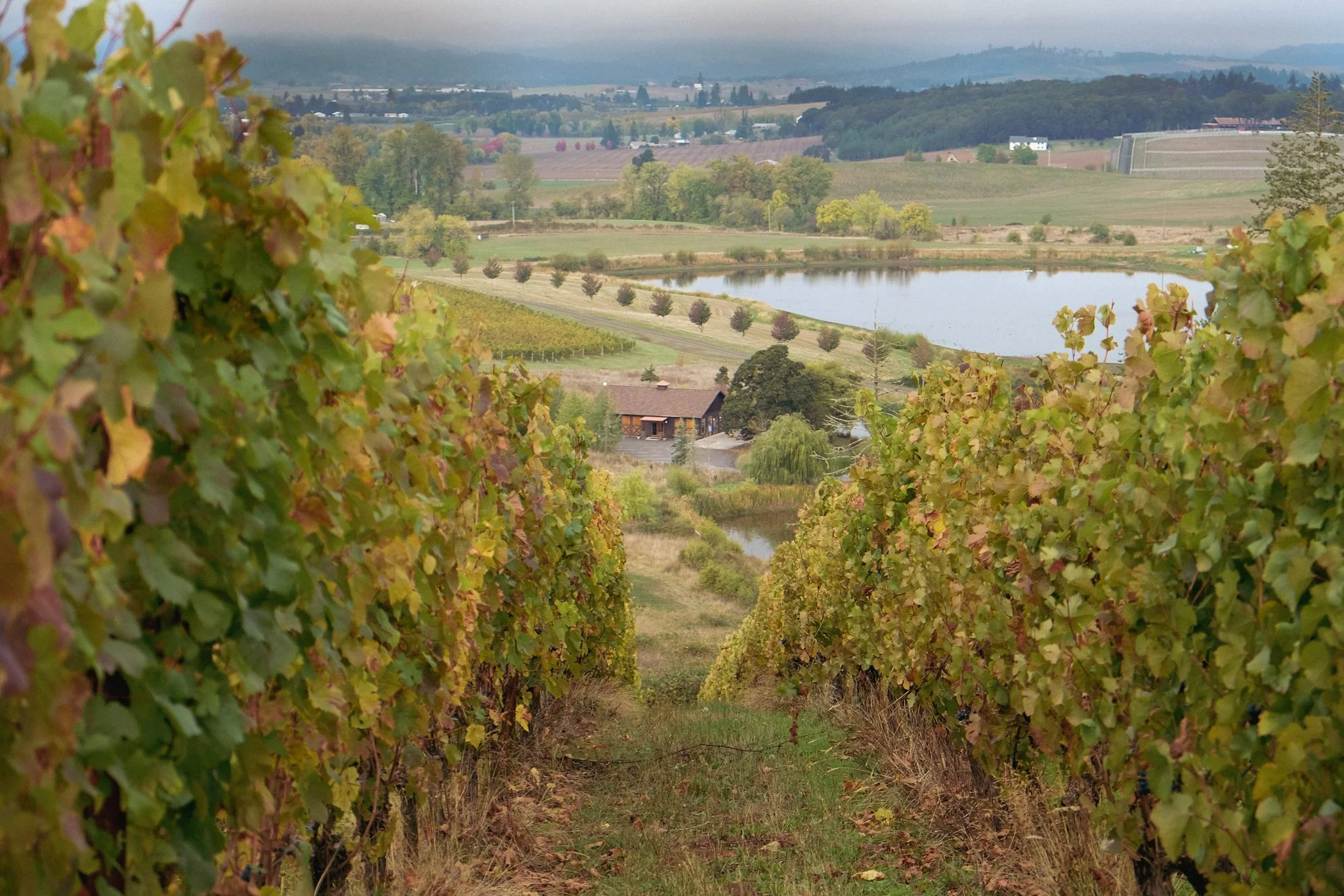 Domaine Danielle Laurent Vineyard