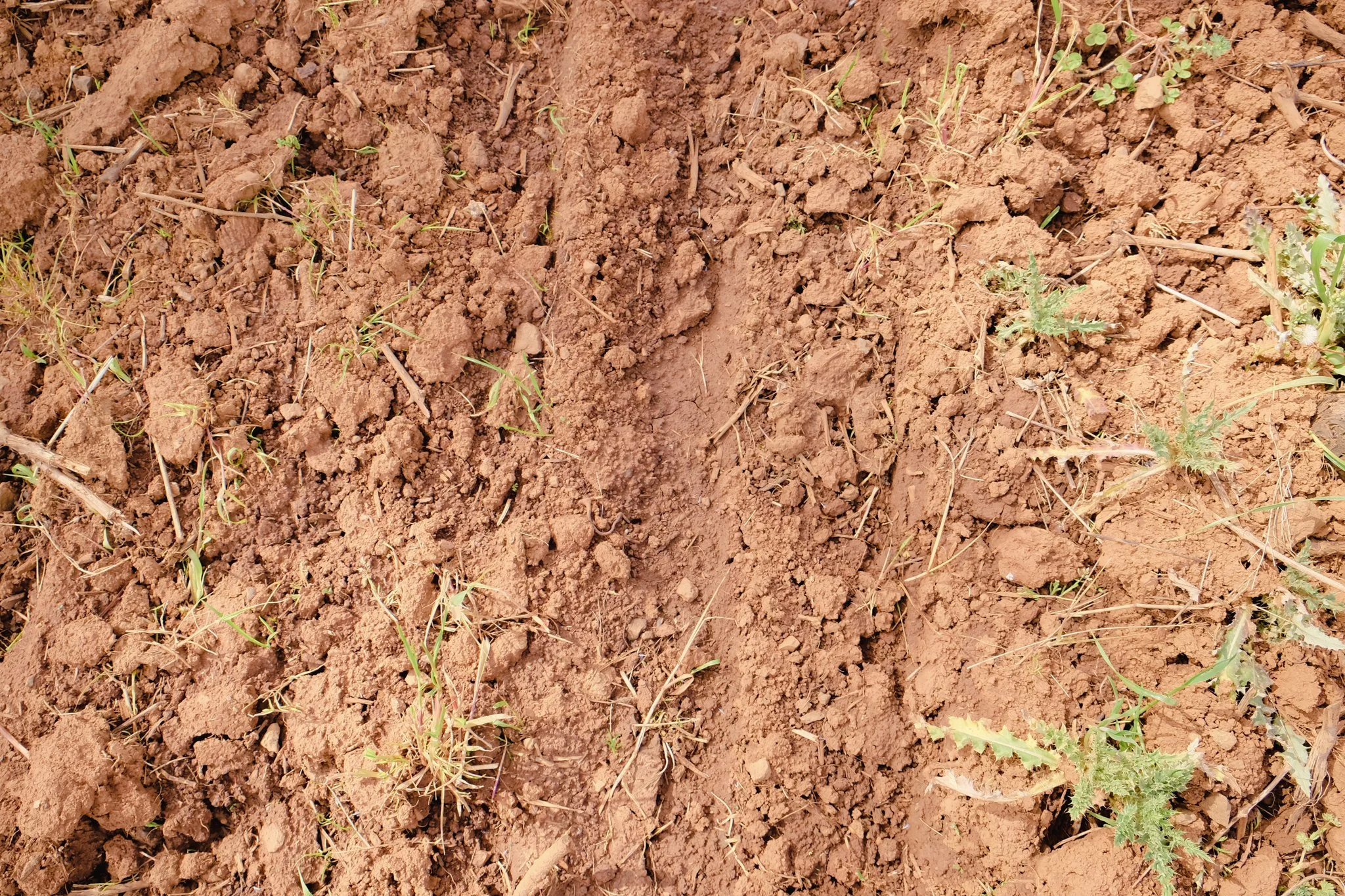 Hyland Vineyard Soil