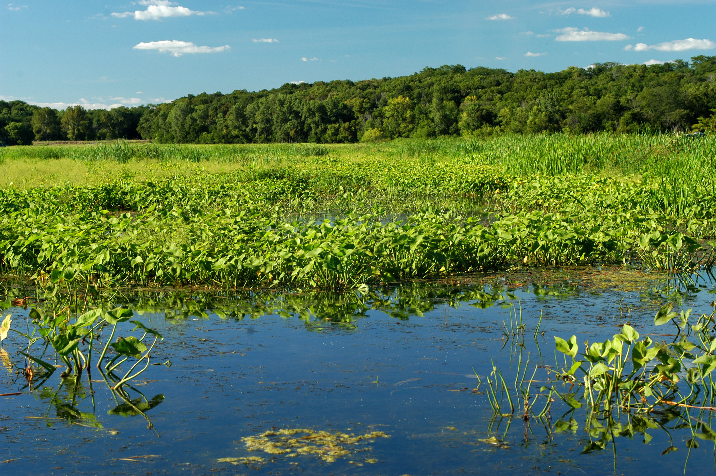 The Wetlands Initiative's Dixon Waterfowl Refuge is a restored wetland near Hennepin, IL.