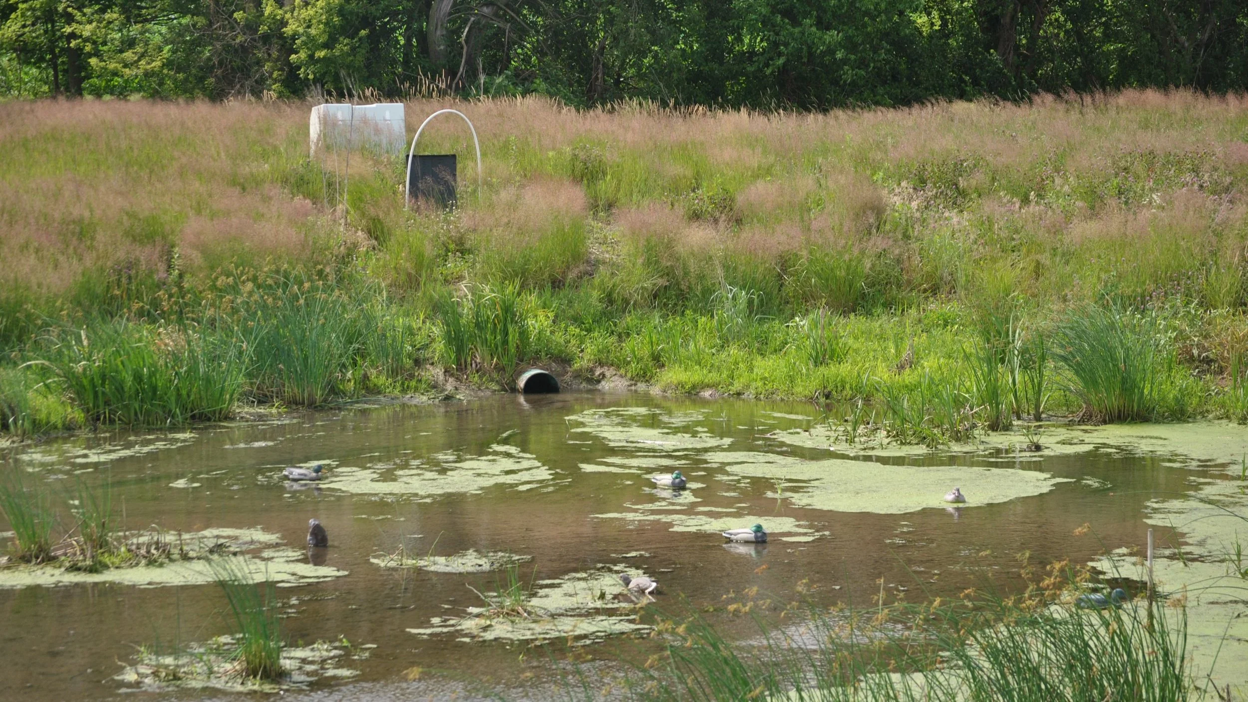 Decoys in  Wetland, June 2017