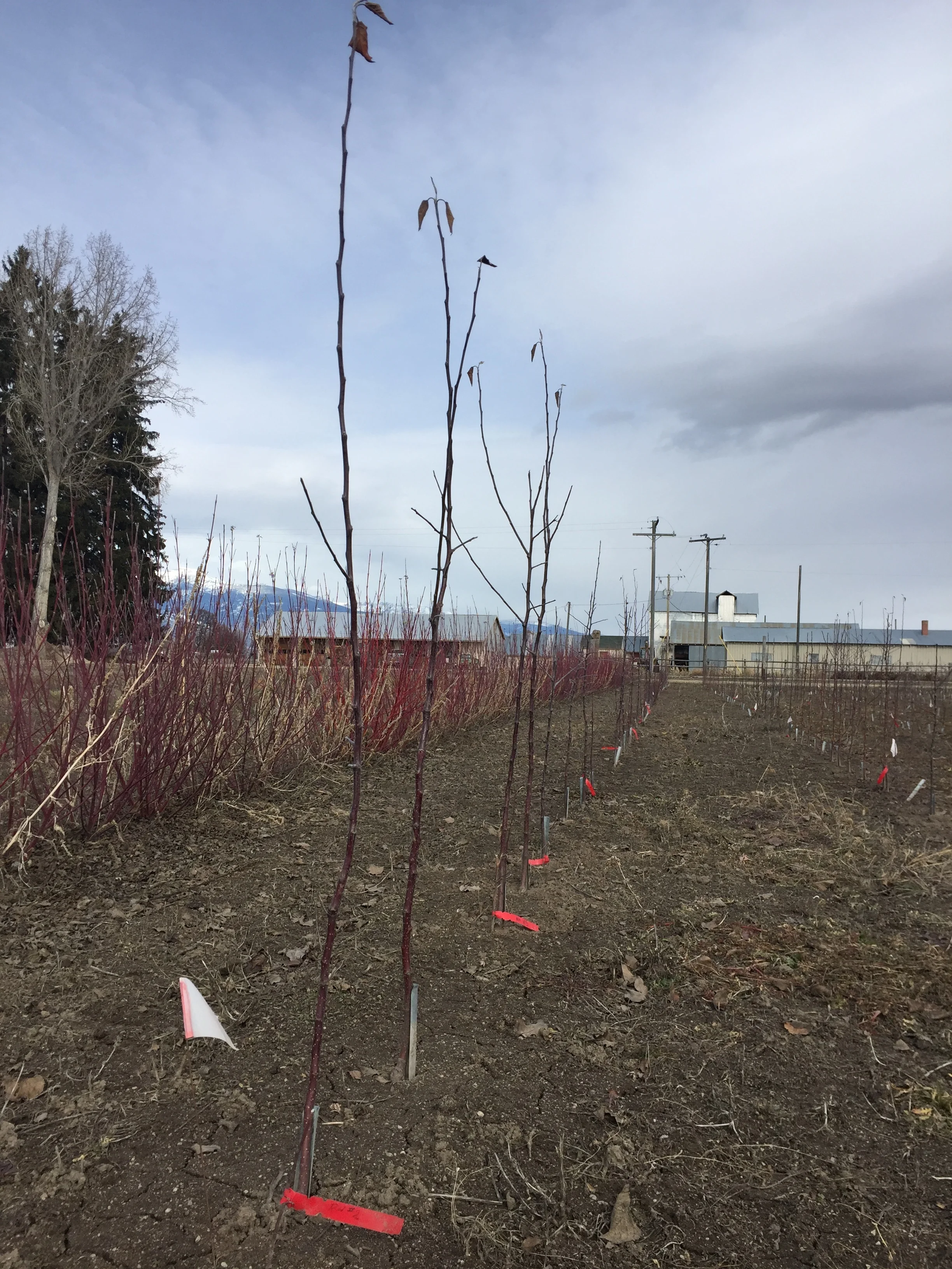 Historic Tree Planting 