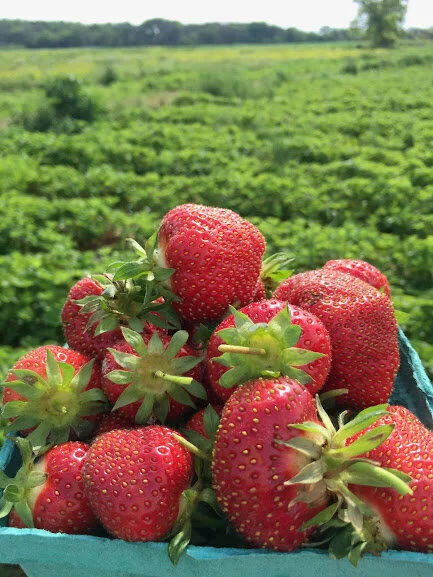 Summer Strawberry Basil Salad