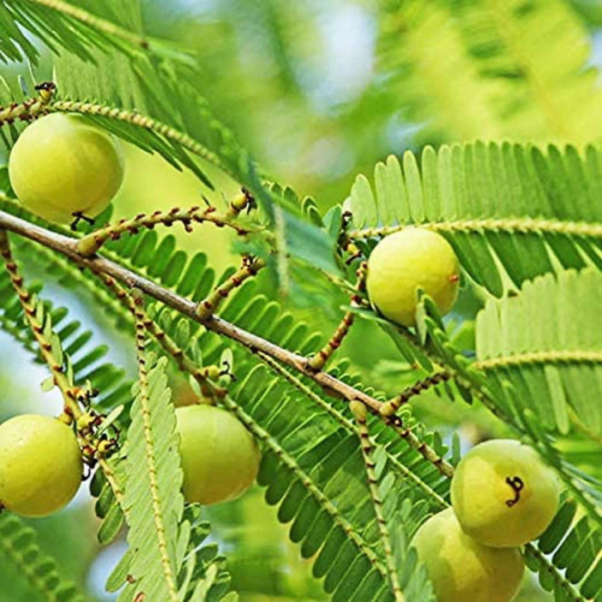 medicinal-benefits-and-uses-of-amla-indian-gooseberry-mercurial