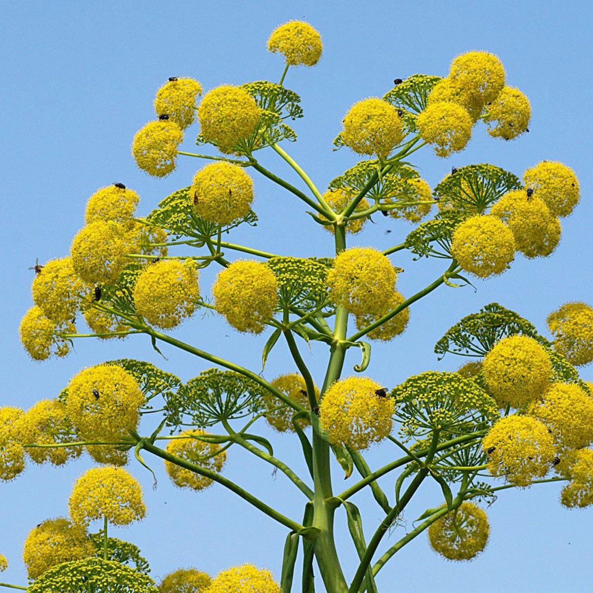Asafoetida Rice Asafoetida Root