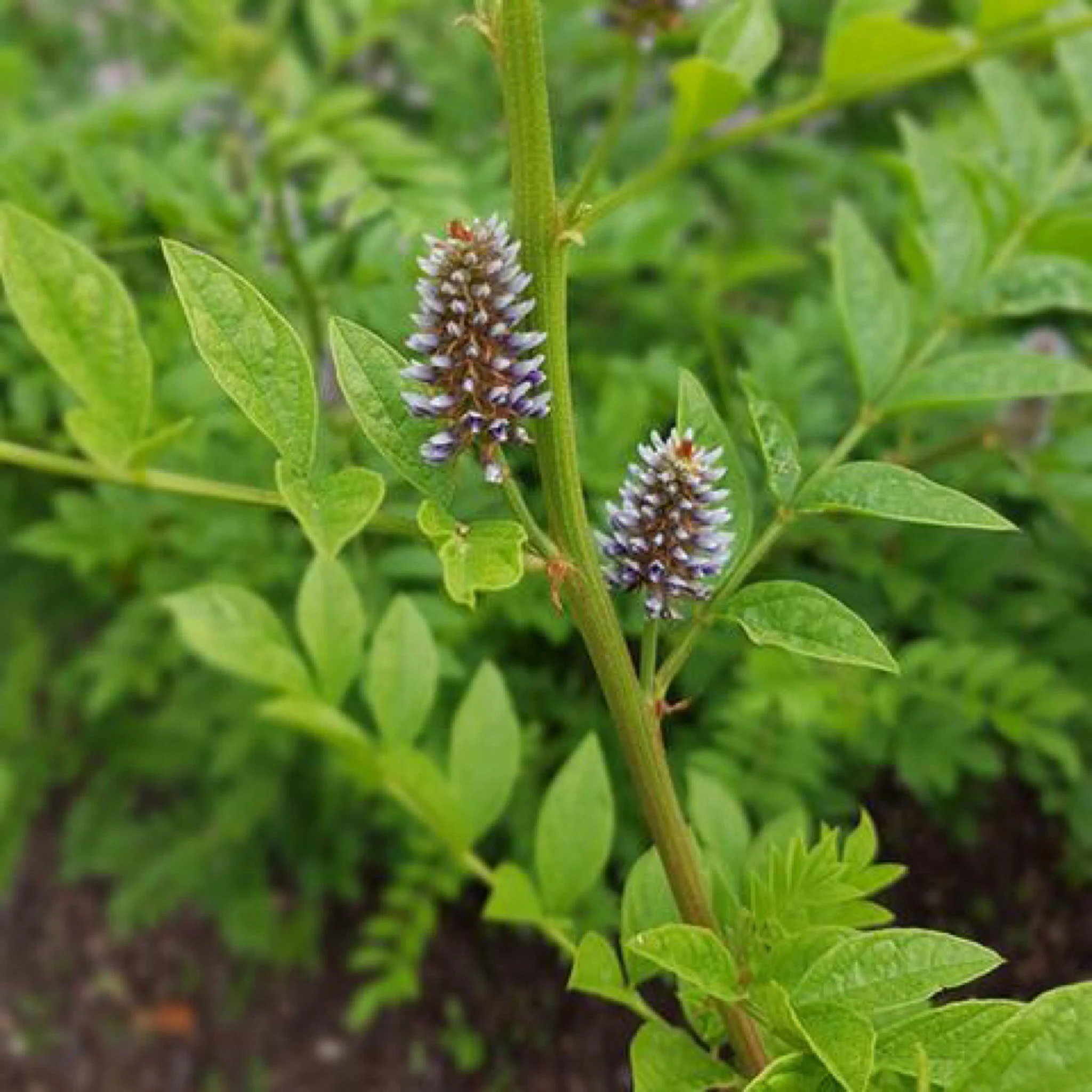 medicinal-benefits-and-uses-of-licorice-mercurial-consciousness