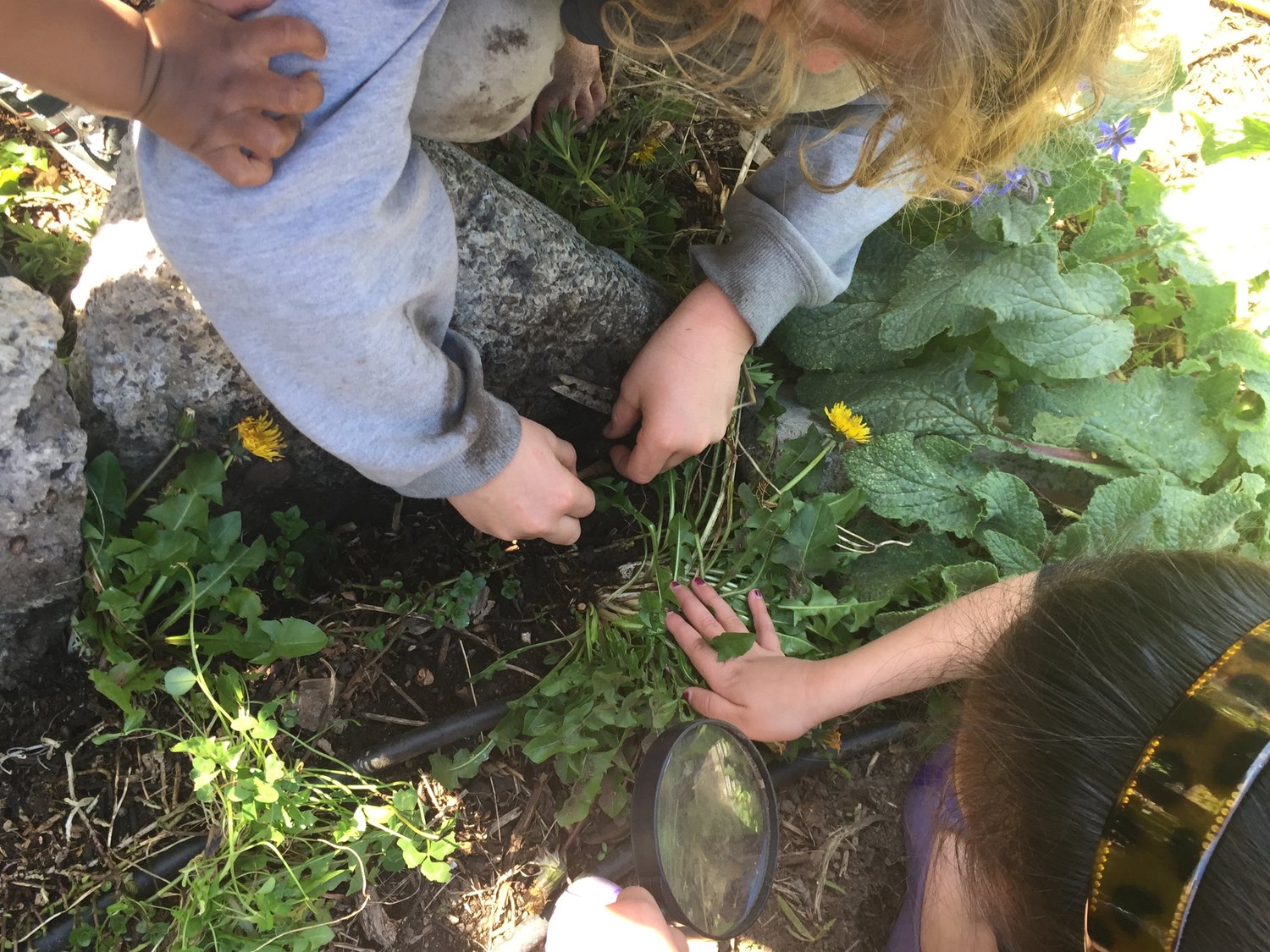 food web microscop.jpg