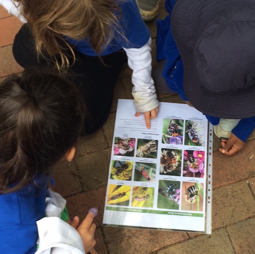 looking for pollinators foodweb.jpeg