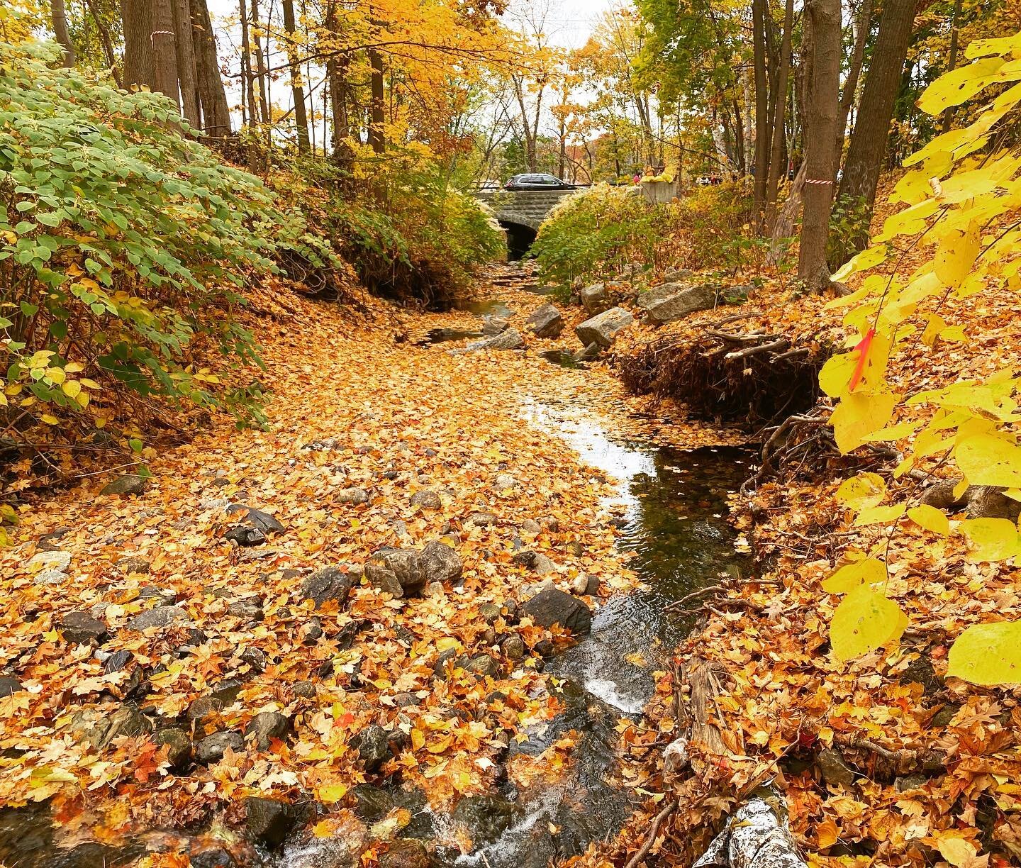 Different bridge, same vibes 🌳

2020 on the East-West Trail vs 1912 at &lsquo;North Shore Reservation&rsquo;

#worcesterparks #worcesterma #igworcestermass #parkspirit #outside #hikeworcester #eastwesttrail