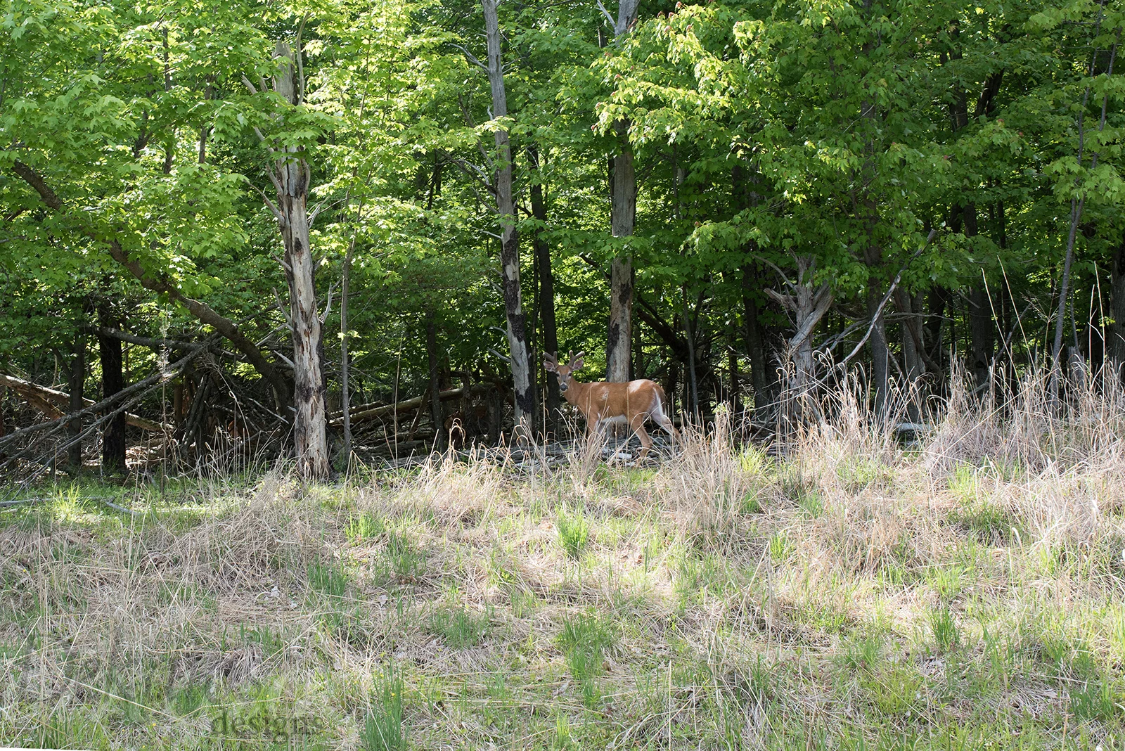 This is with my 50 mm lens! This buck was just begging for a photo.