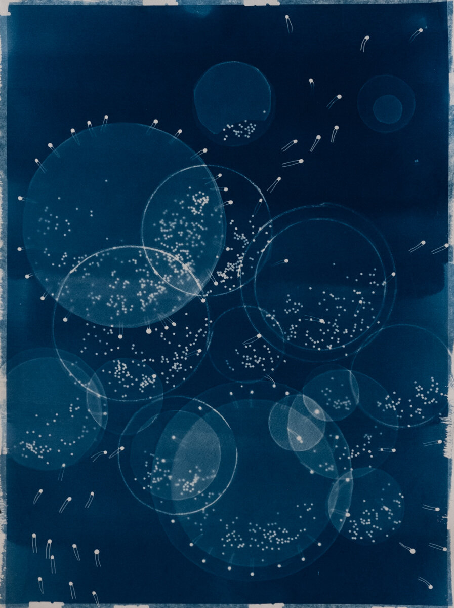 Corona Series, 24x18 cyanotype