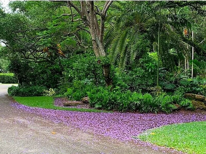 Purple Carpet