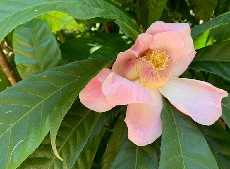 If you could smell pictures