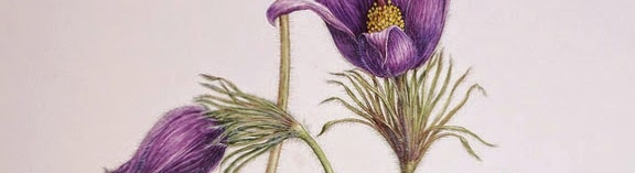 pulsatilla.jpg
