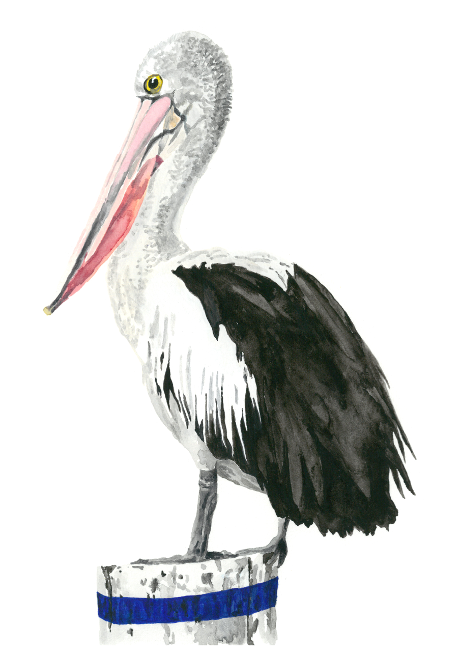 pelican 2.png