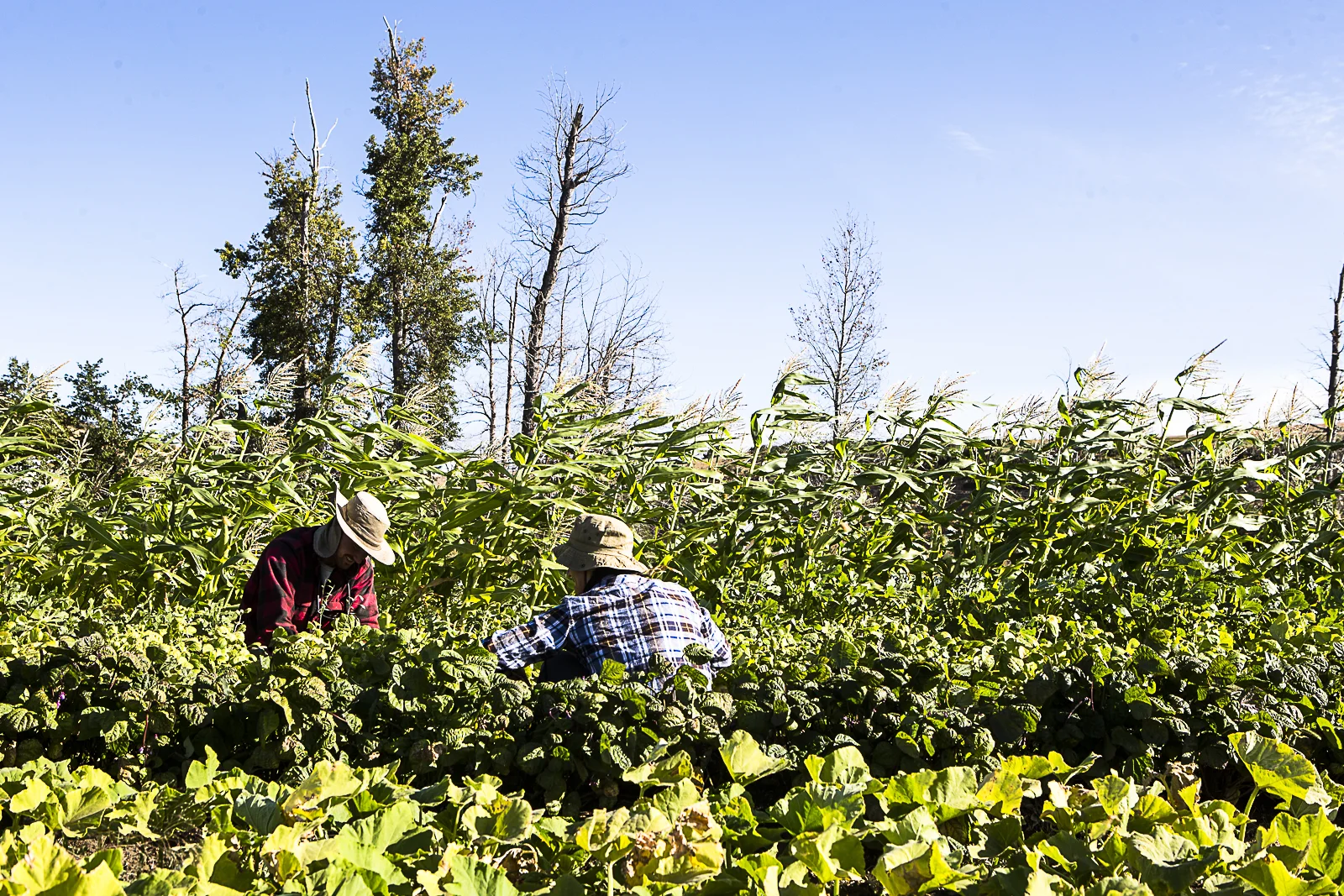 FieldHarvest.jpg