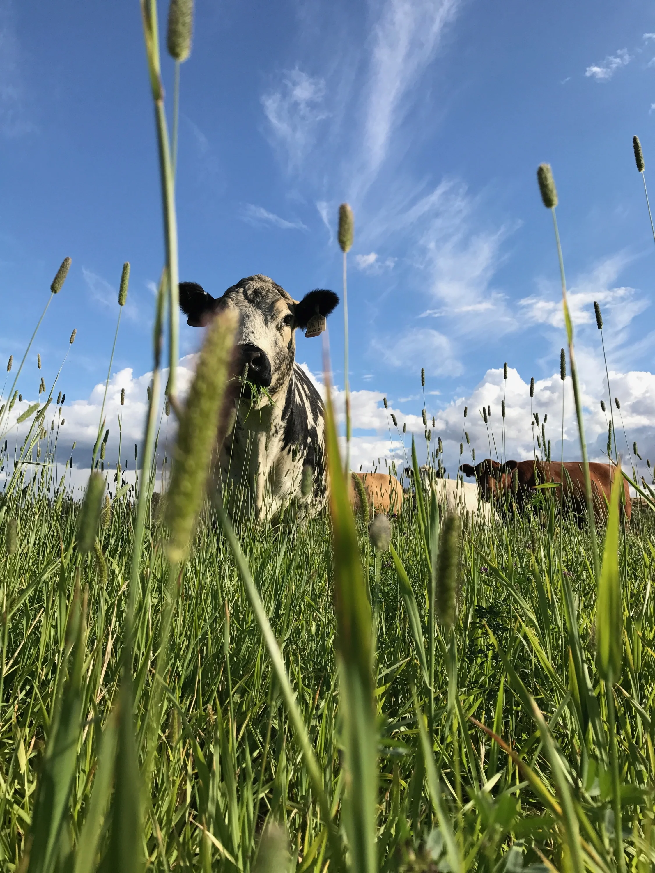 1_COW.jpeg