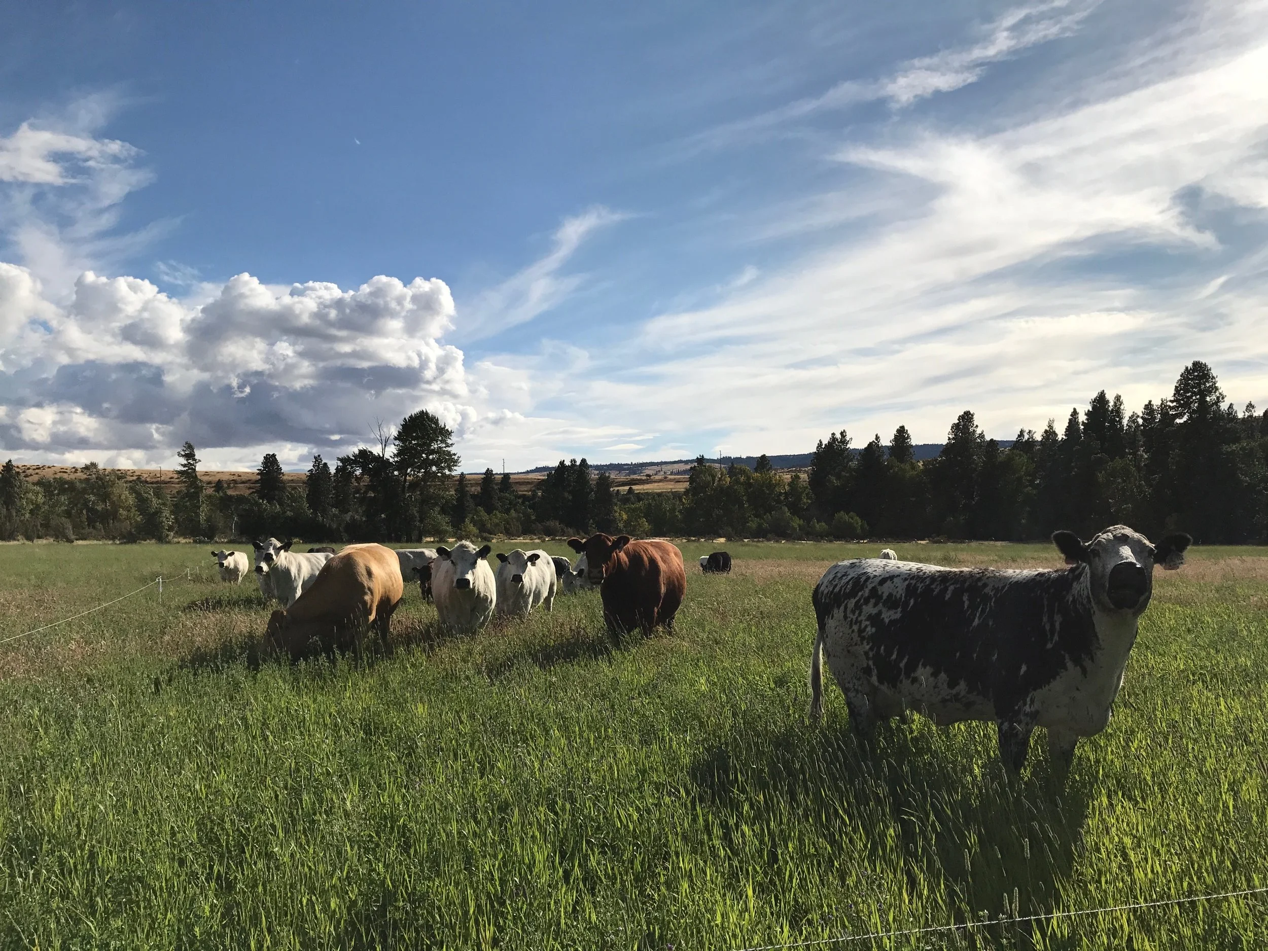 The herd on Grass.