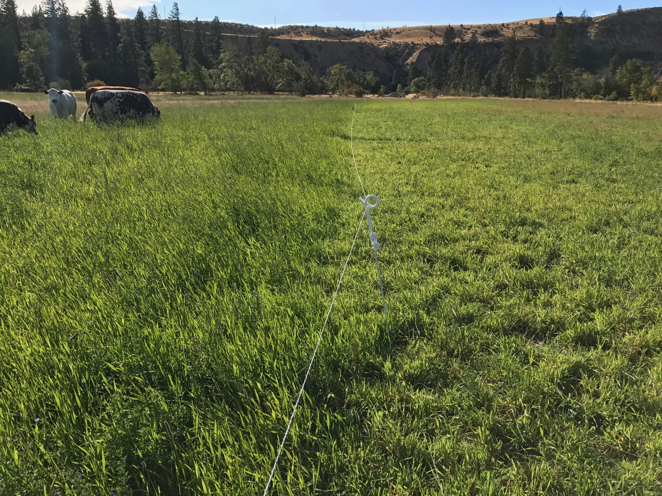 Grass pasture, before and after a couple days of grazing.