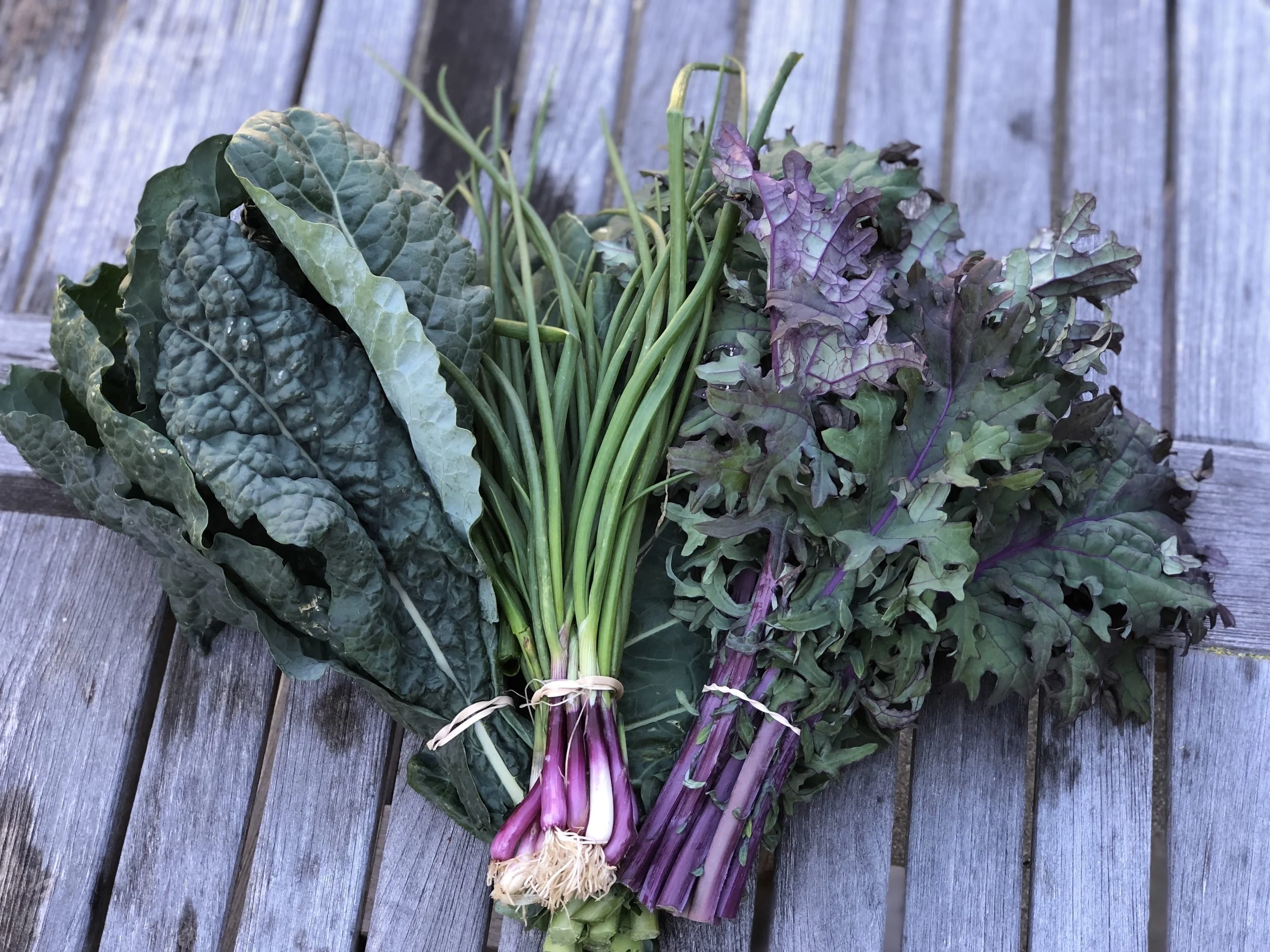 Two types of kale (toscano and red Russian) surround a bunch of scallions.