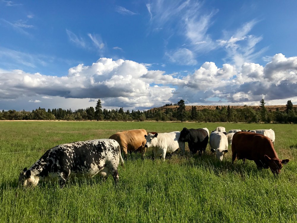 The herd, hard at work.