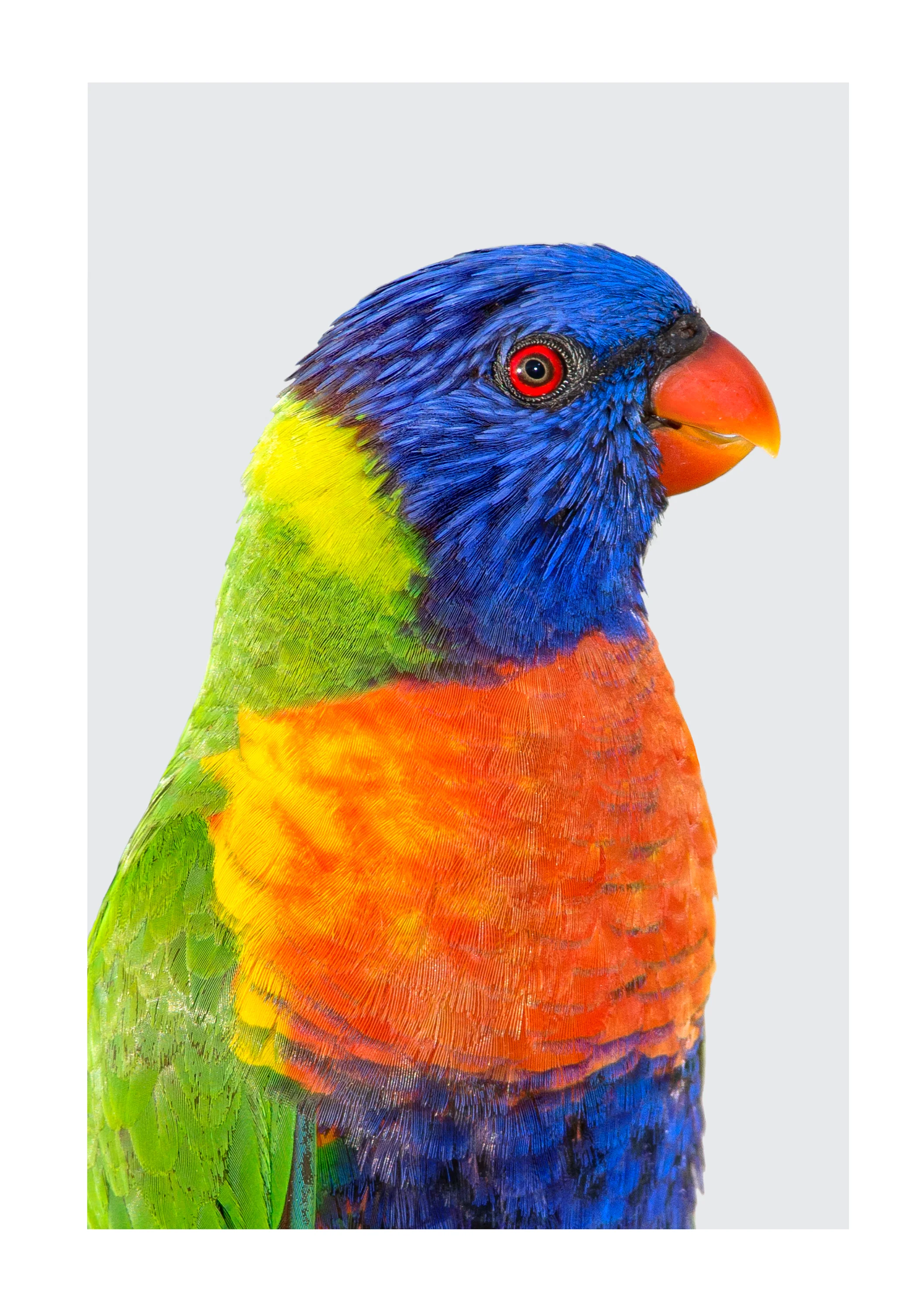 Trichoglossus moluccanus