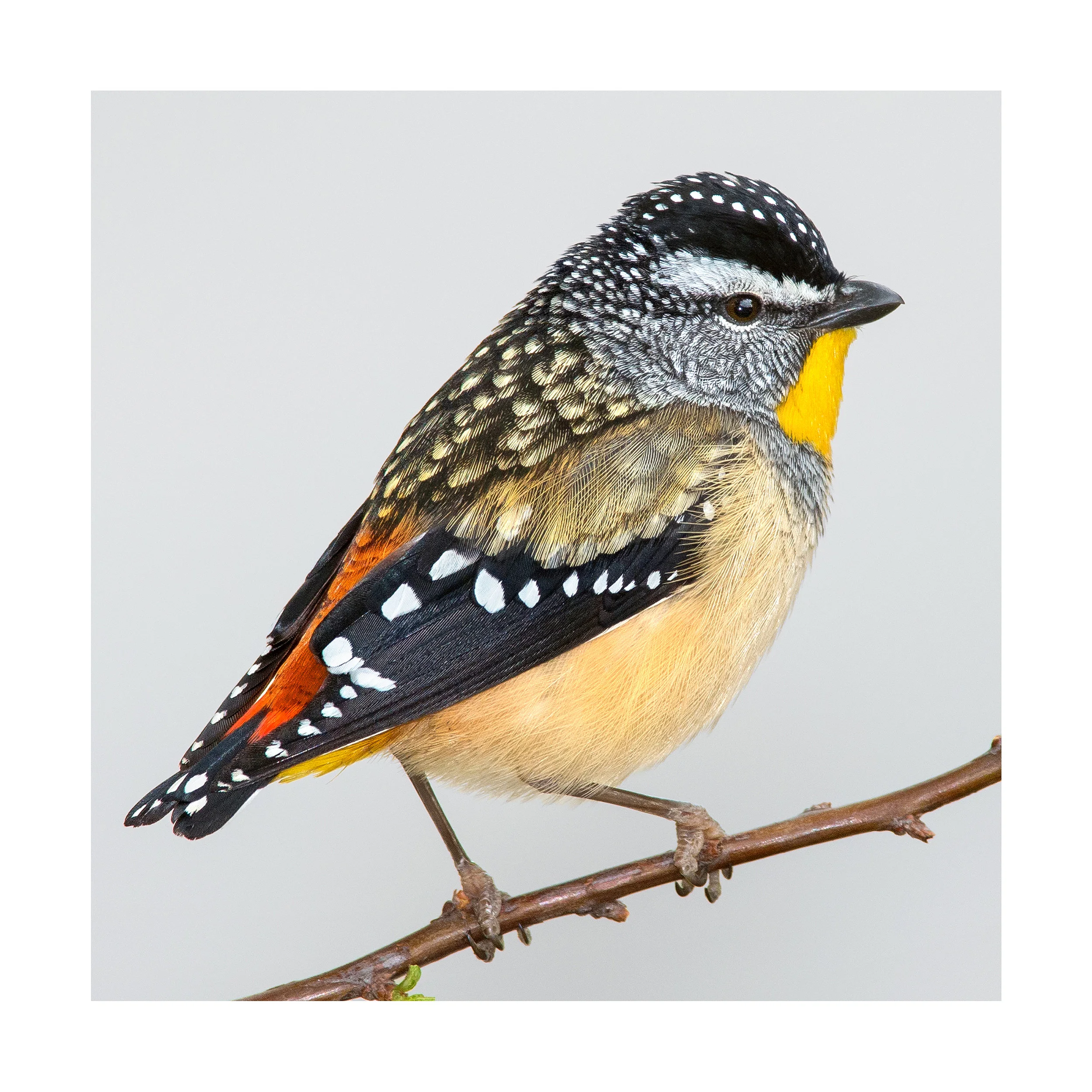 Pardalotus punctatus