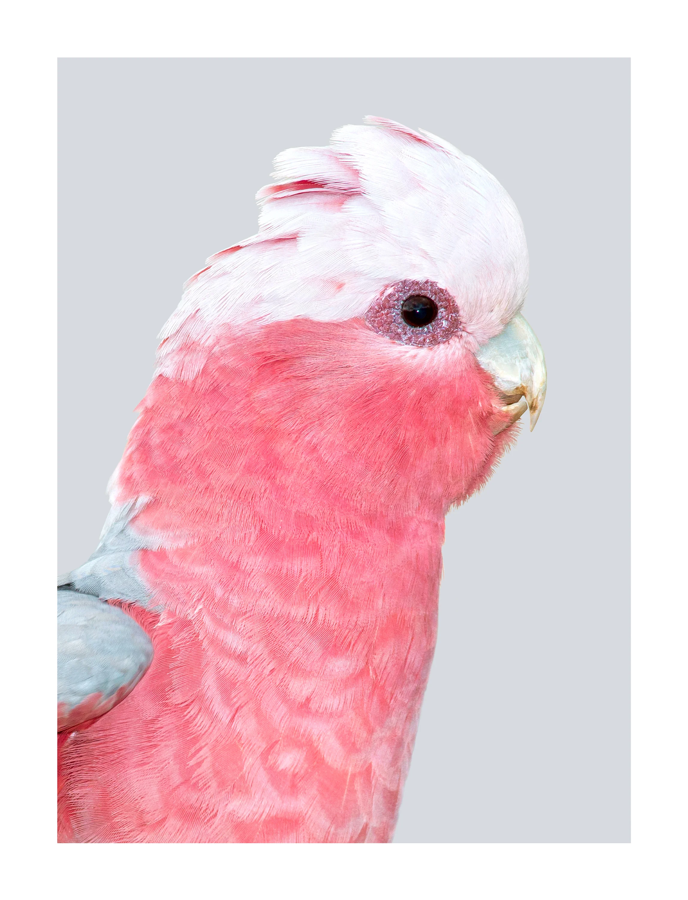 Eolophus roseicapilla